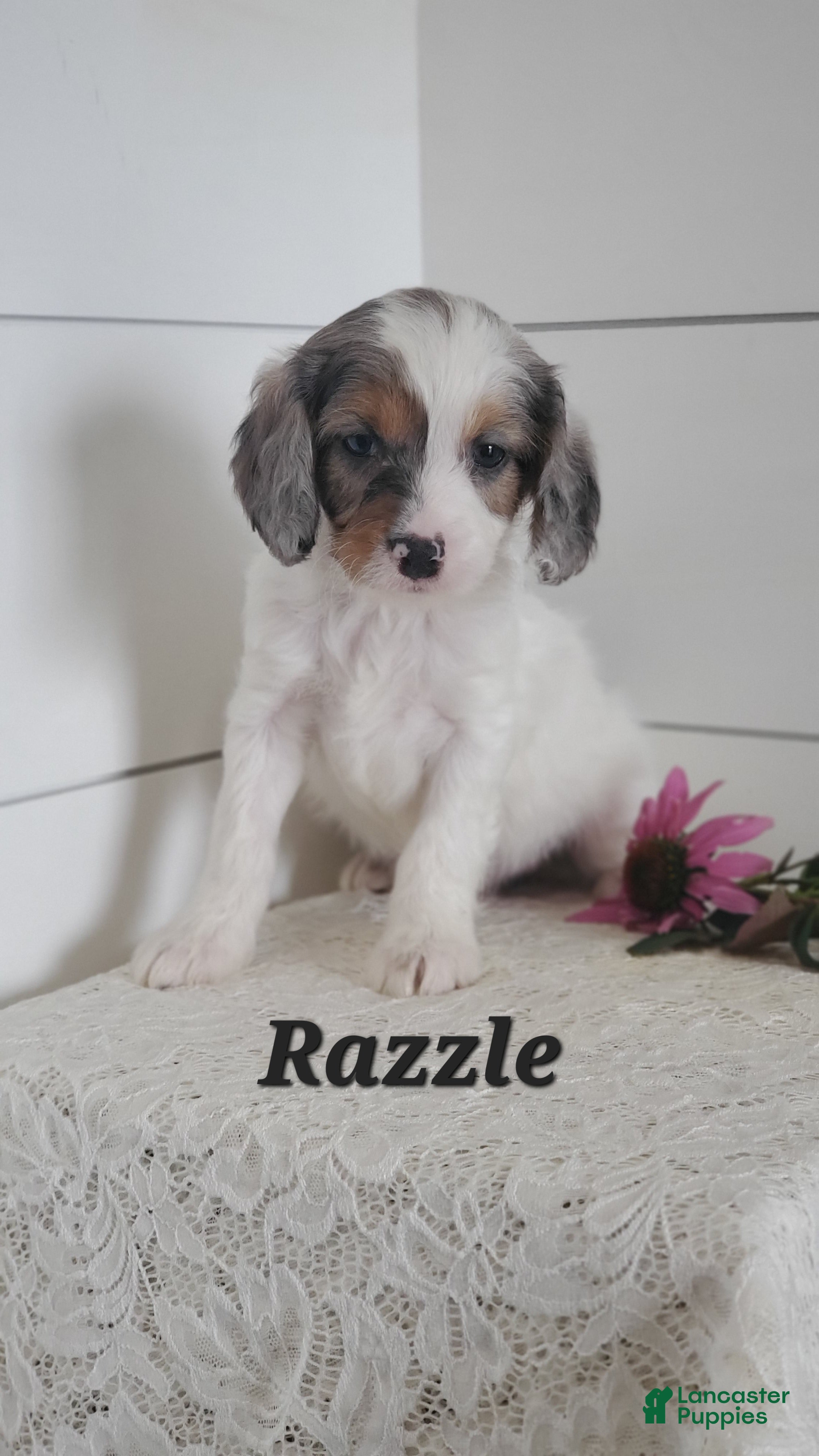 Cavapoo dogs for sale: Razzle  - Ad 3