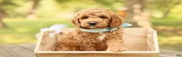 Mini Goldendoodle dogs for sale: Teddy - Ad 3