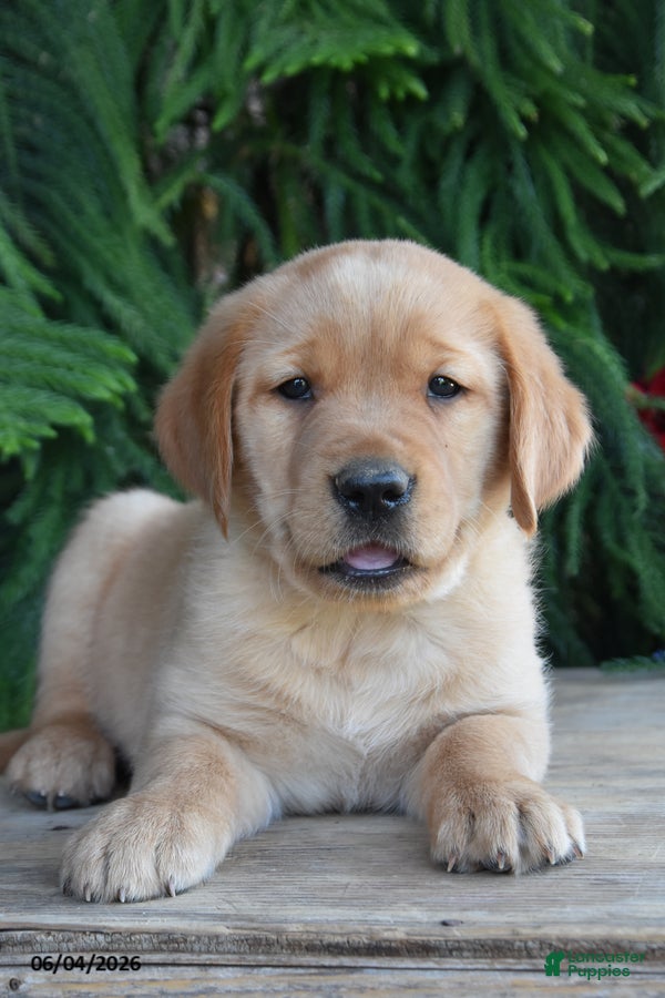 Goldador dogs Dozer - Ad 1