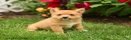 Mixed Breed dogs for sale: Justice - Ad 1