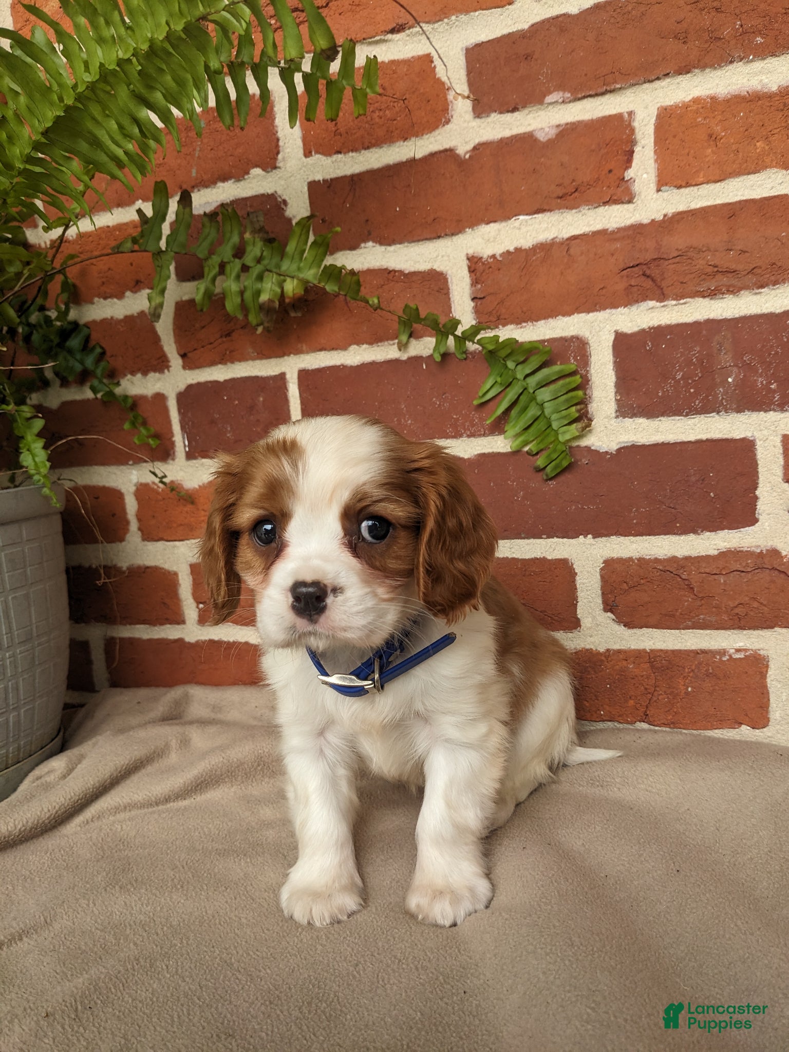 Cavalier King Charles Spaniel dogs for sale: Kliff - Ad 1