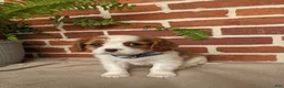 Cavalier King Charles Spaniel dogs for sale: Kliff - Ad 1