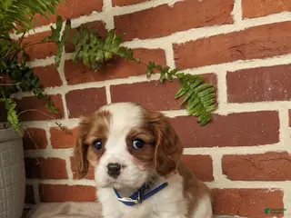 Cavalier King Charles Spaniel dogs for sale: Kliff - Ad 1