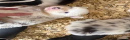 Australian Shepherd dogs for sale: Julie - Ad 3