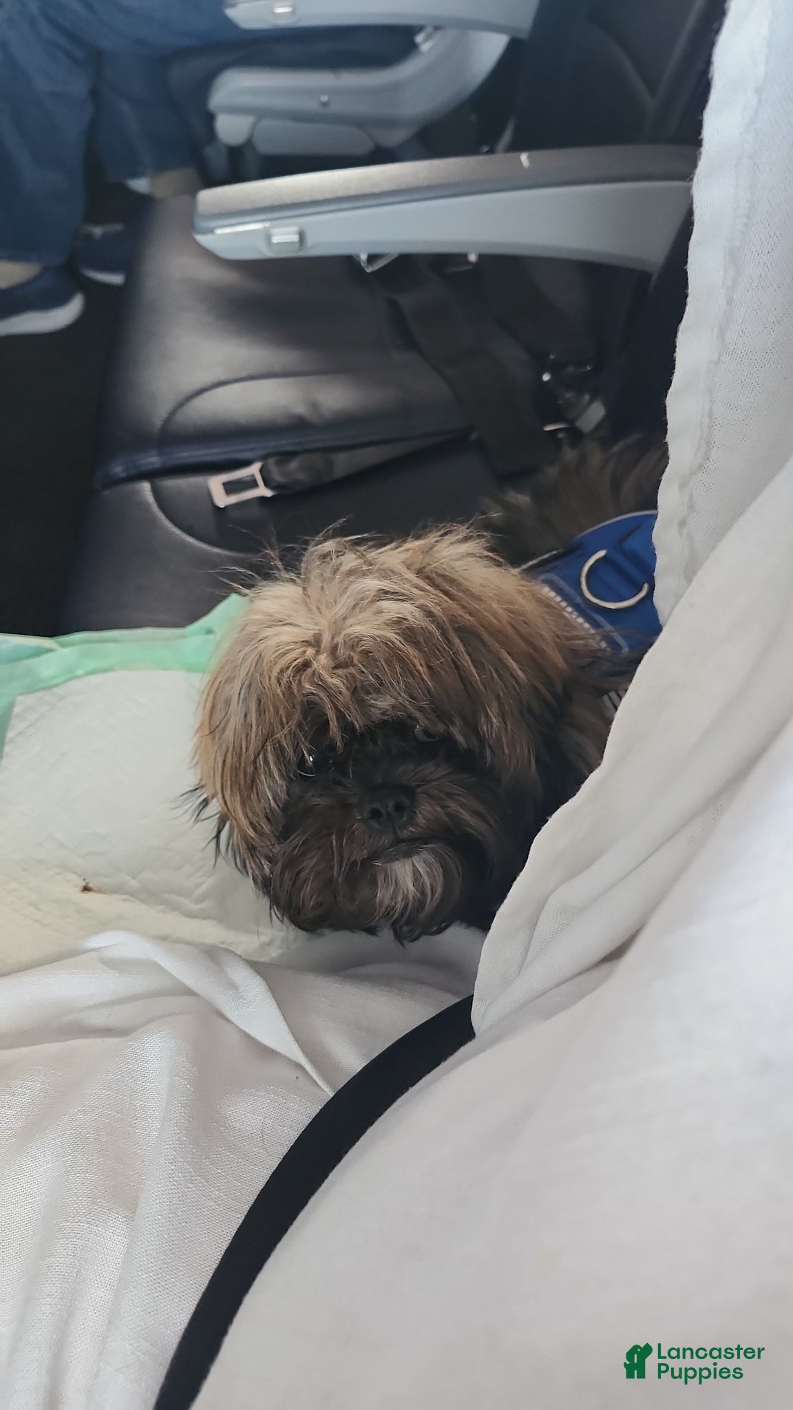 Shih Tzu dogs Bruno Tri Color  - Ad 2