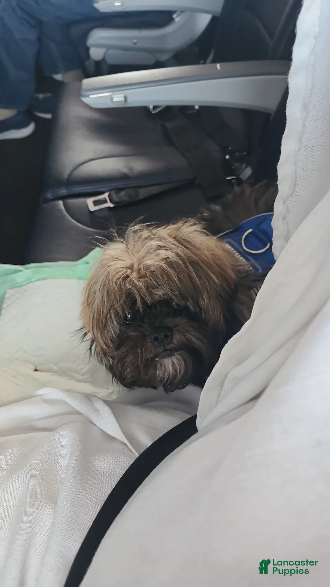 Shih Tzu dogs for sale: Bruno Tri Color  - Ad 2