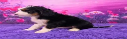 Mini Bernedoodle dogs for sale: Sawyer Munchkin Bernedoodle - Ad 3