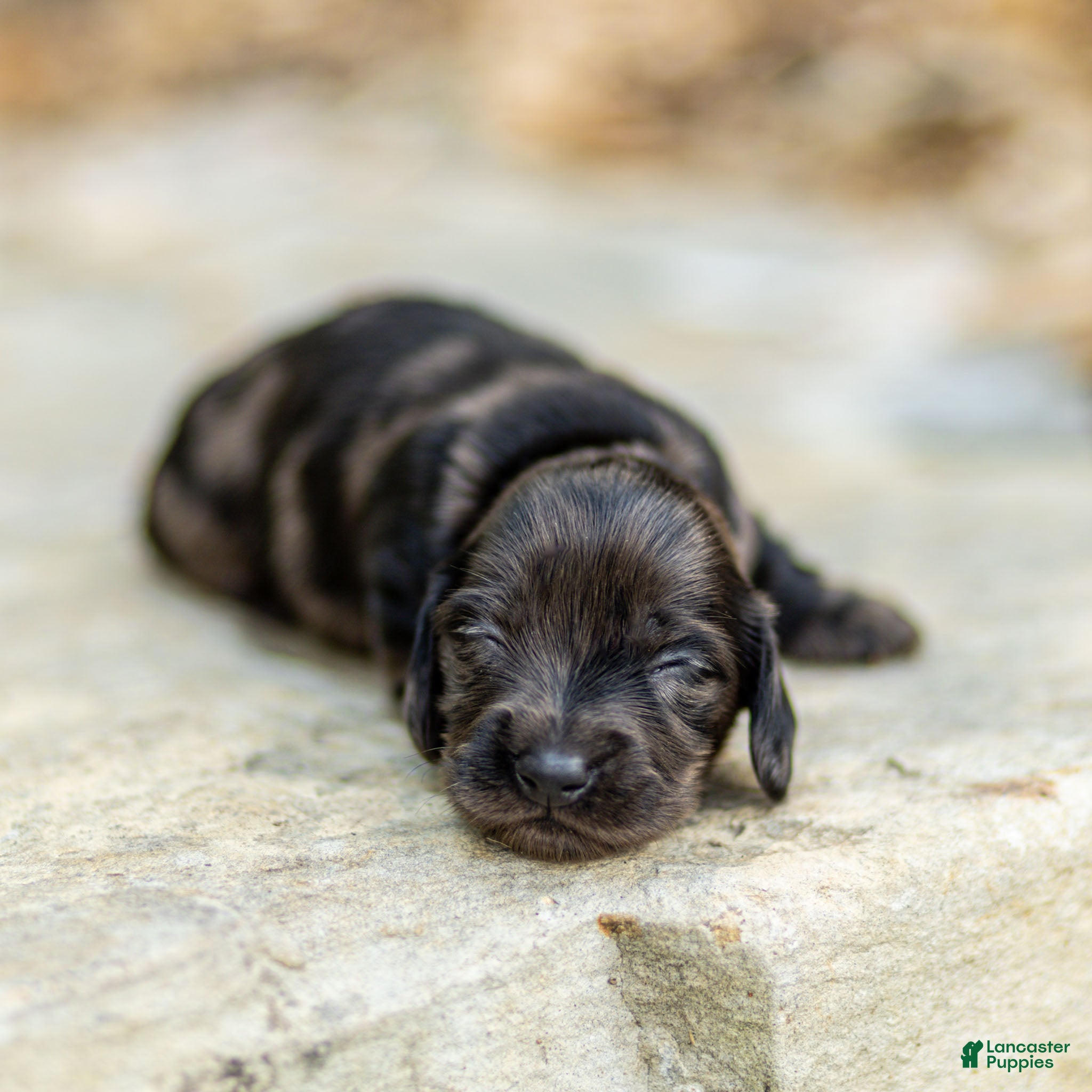 Miniature Dachshund dogs Pepper Miniature Dachshund  - Ad 1