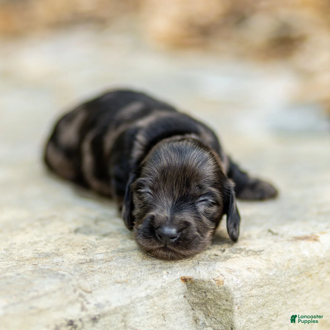 Miniature Dachshund dogs for sale: Pepper Miniature Dachshund  - Ad 1