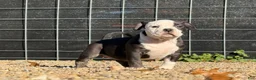 American Bully dogs for sale: Black Ticked Trindle 1  - Ad 4