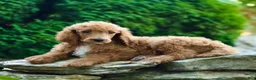Standard Poodle dogs for sale: Merv - Ad 3
