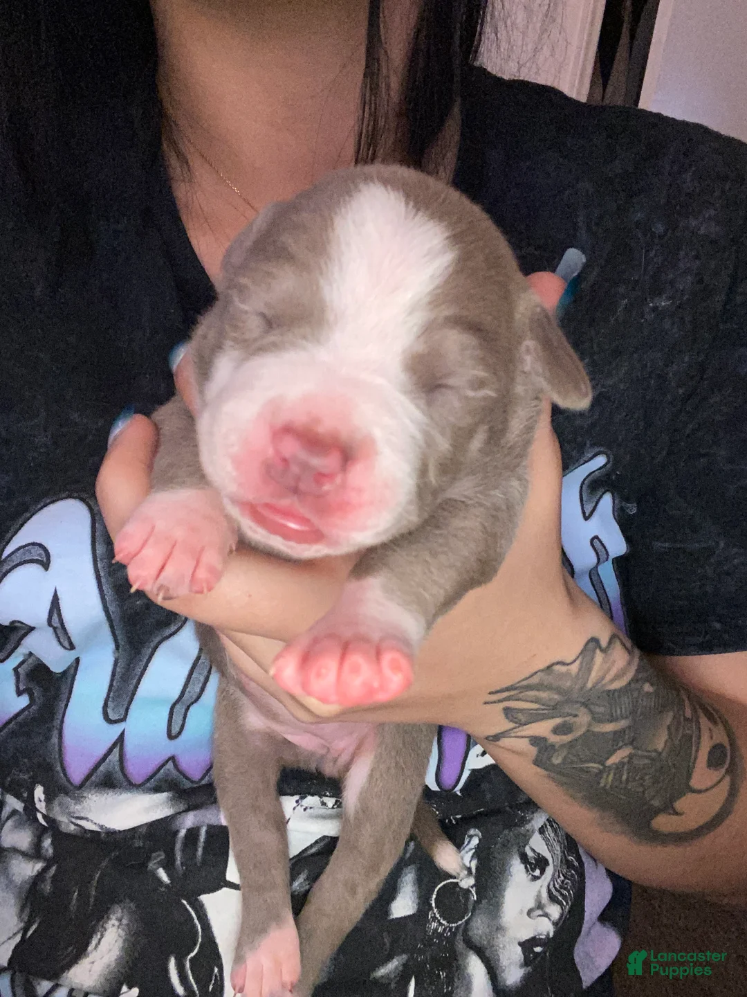 Mixed Breed dogs for sale: Mixed Breed Puppy 8 - Ad 1