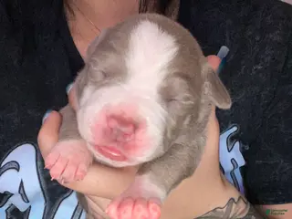 Mixed Breed dogs Mixed Breed Puppy 8 - Ad 42