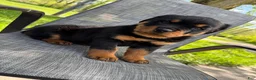 Rottweiler dogs for sale: Bear - Ad 6
