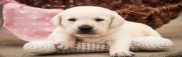 Labrador Retriever dogs for sale: Shalom - Ad 1