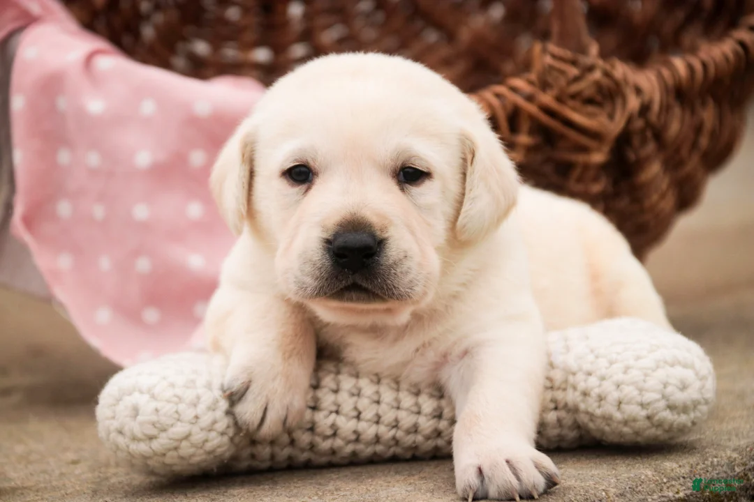 Labrador Retriever dogs for sale: Shalom - Ad 1