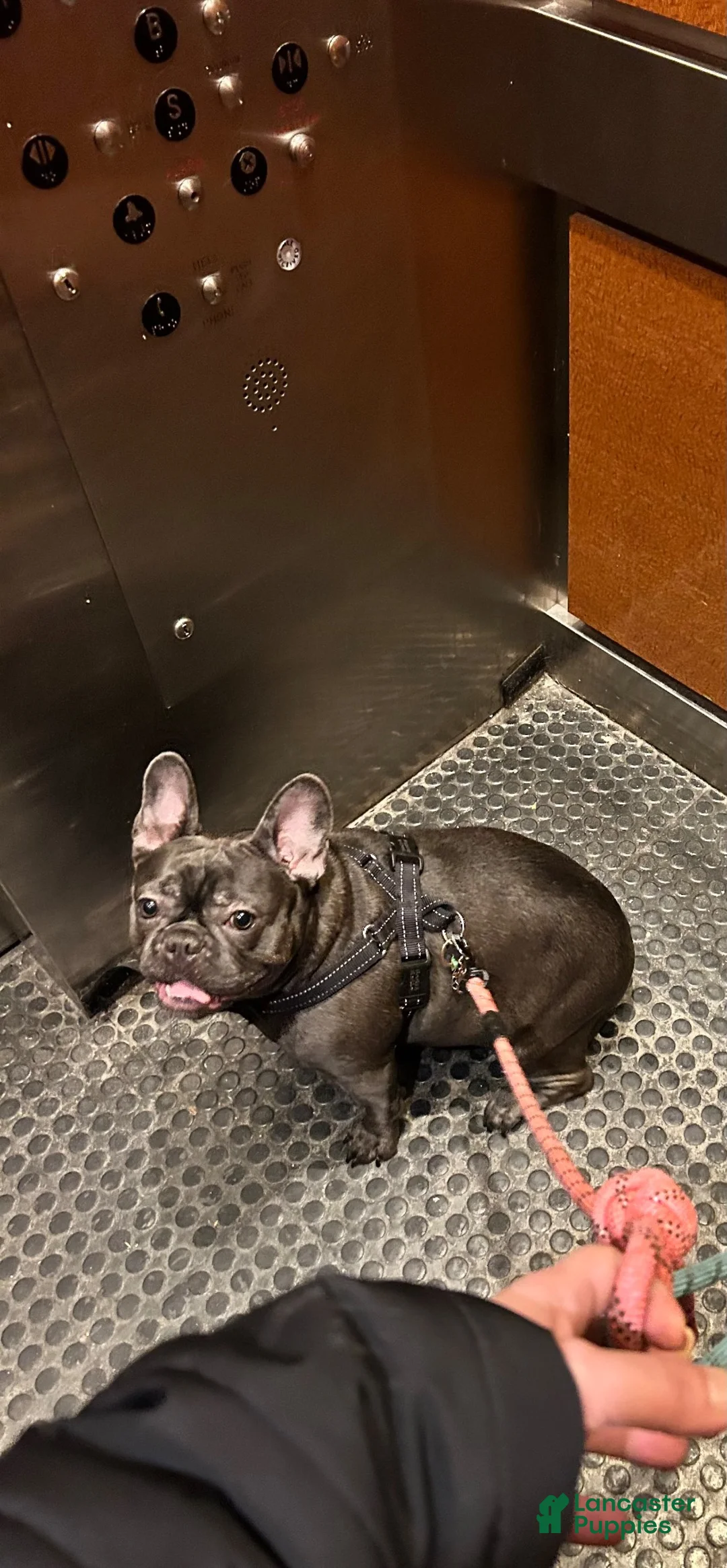 French Bulldog dogs for sale: Mr Pooh Shystie - Ad 6