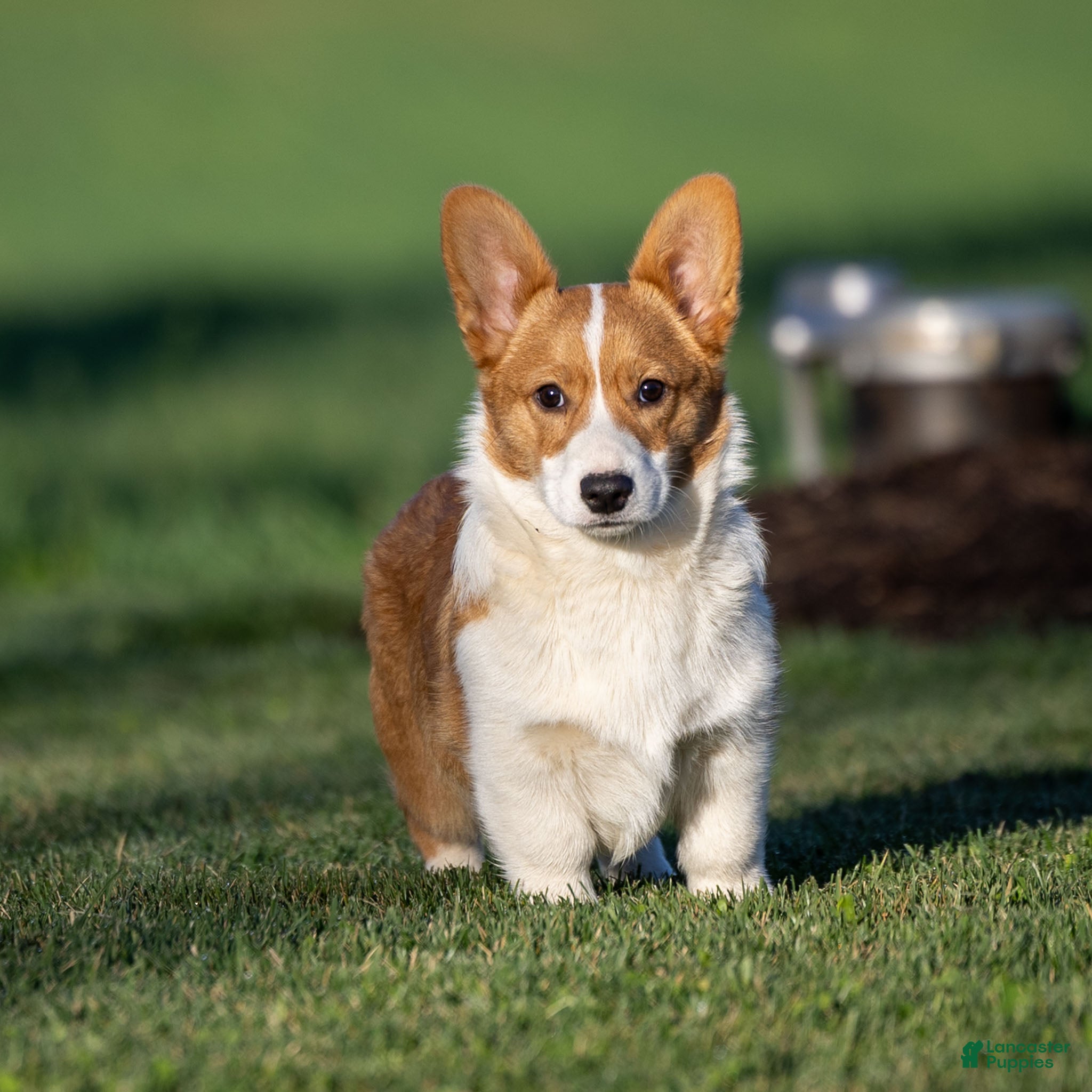 Welsh Corgi Pembroke dogs Karl Welsh Corgi Pembroke - Ad 1