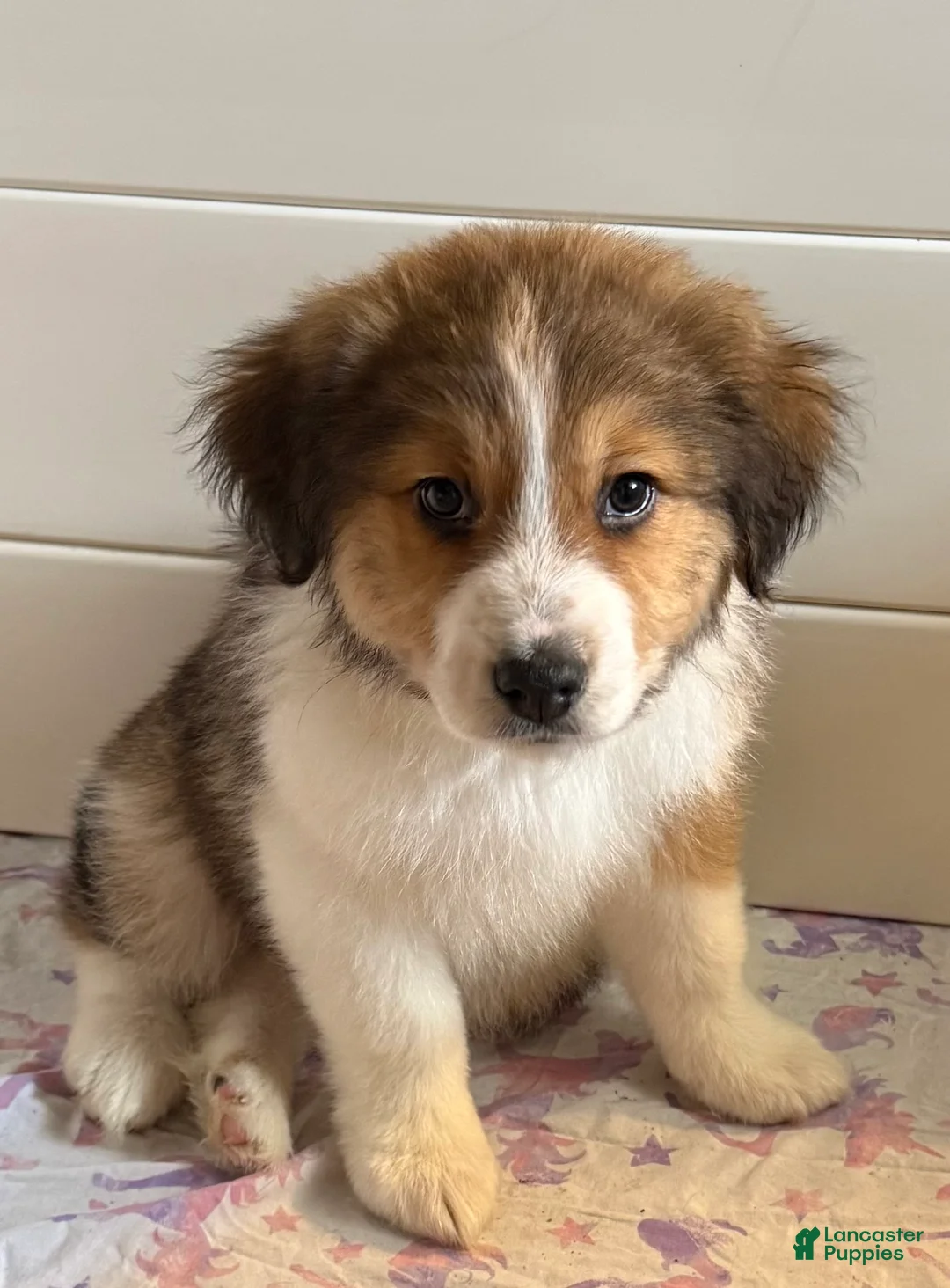 Mixed Breed dogs for sale: Parker - Ad 1