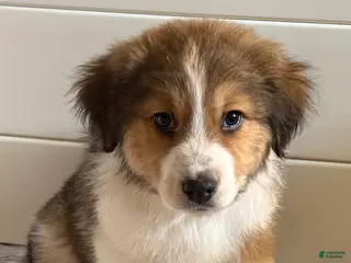 Mixed Breed dogs Parker - Ad 20