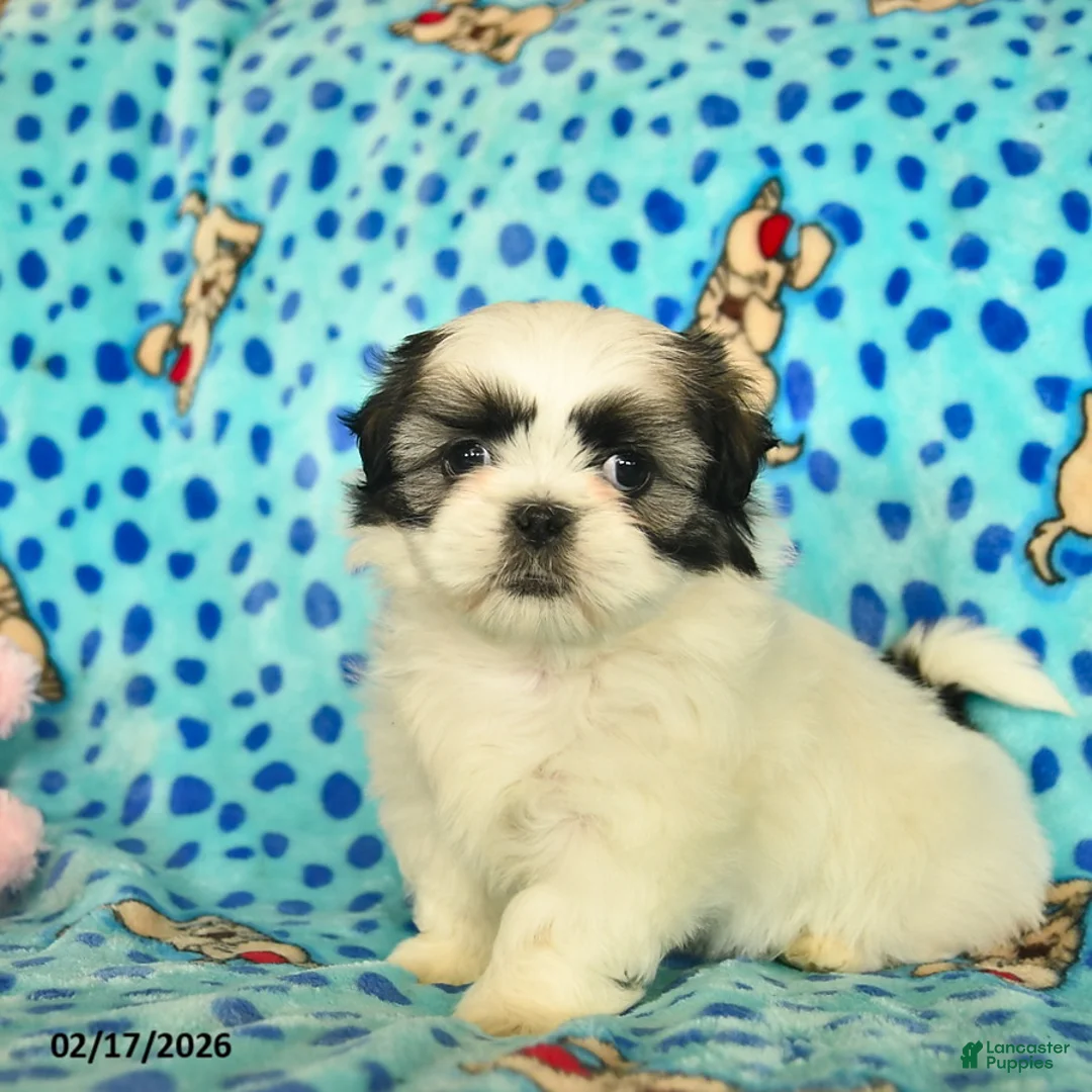 Shih Tzu dogs for sale: Beauty  - Ad 1
