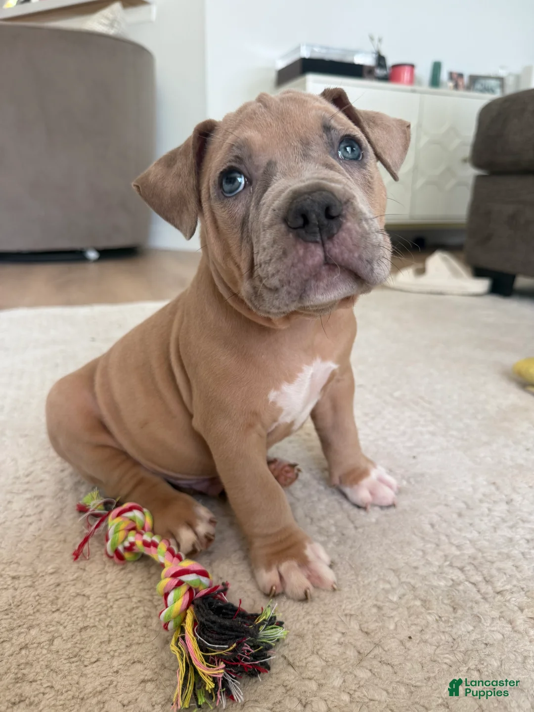 American Bully dogs for sale: Thor - XL American Bully Puppy  - Ad 1