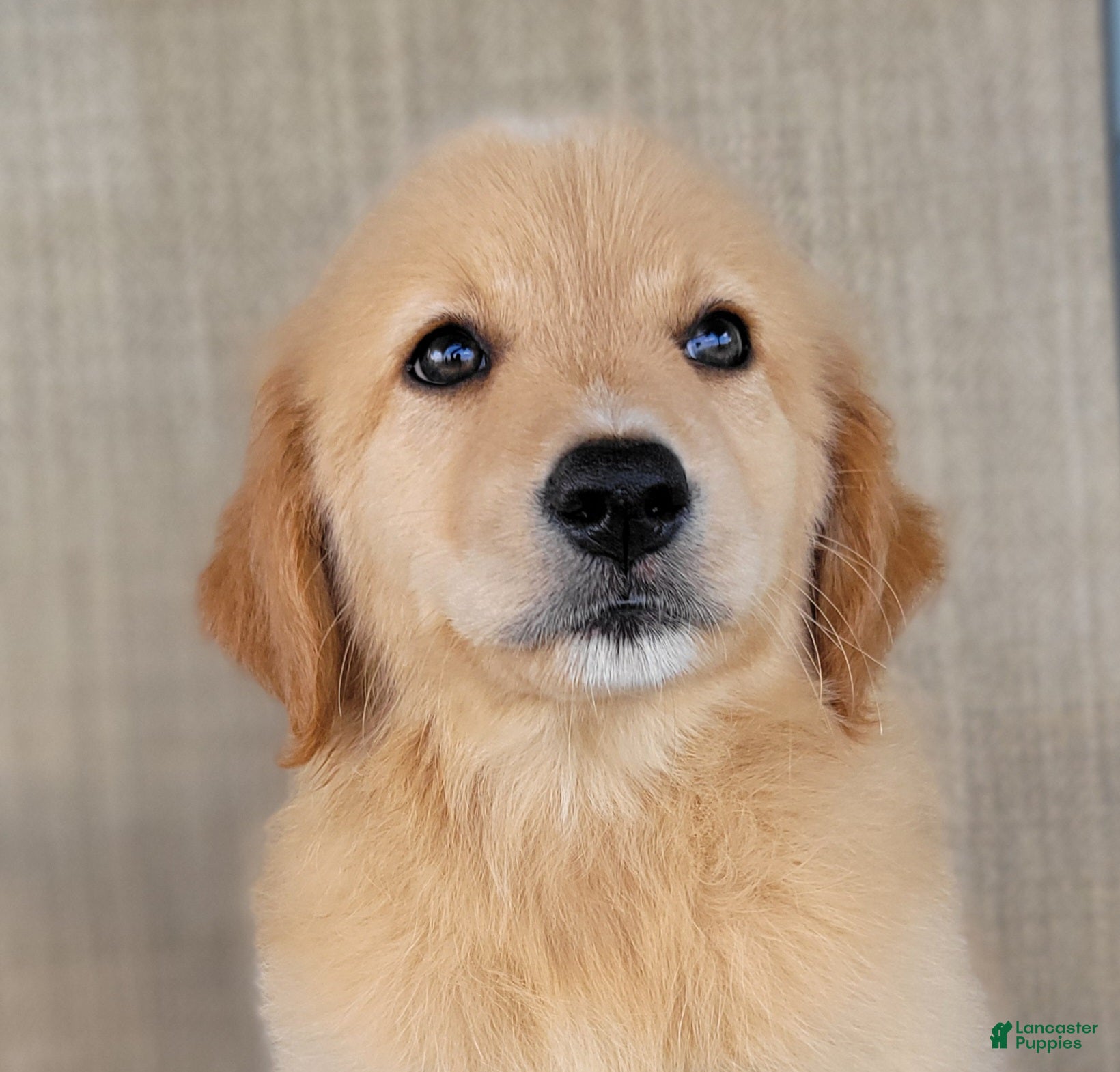 Australian Shepherd dogs Dollie - Ad 1