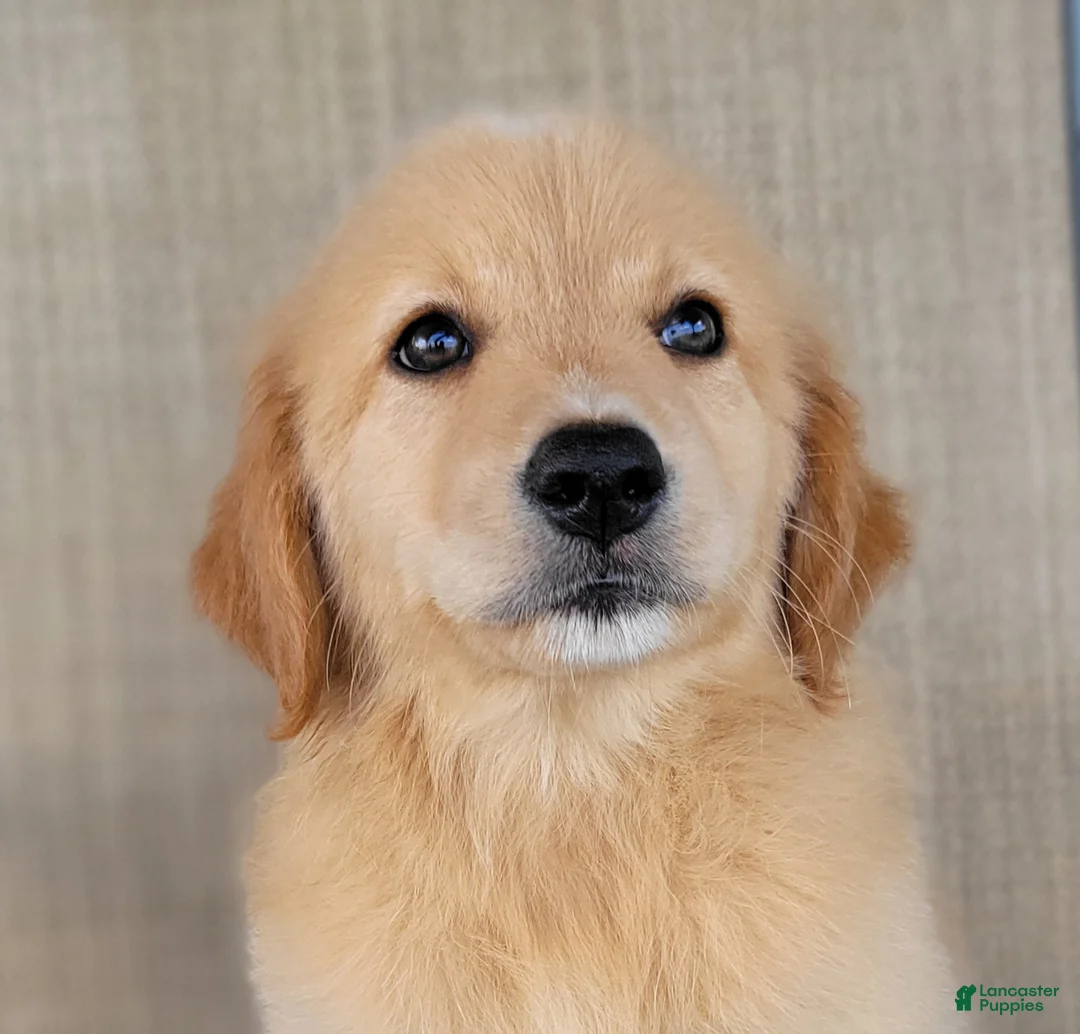 Australian Shepherd dogs for sale: Dollie - Ad 1