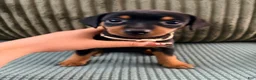 Miniature Pinscher dogs for sale: Luna - Ad 4