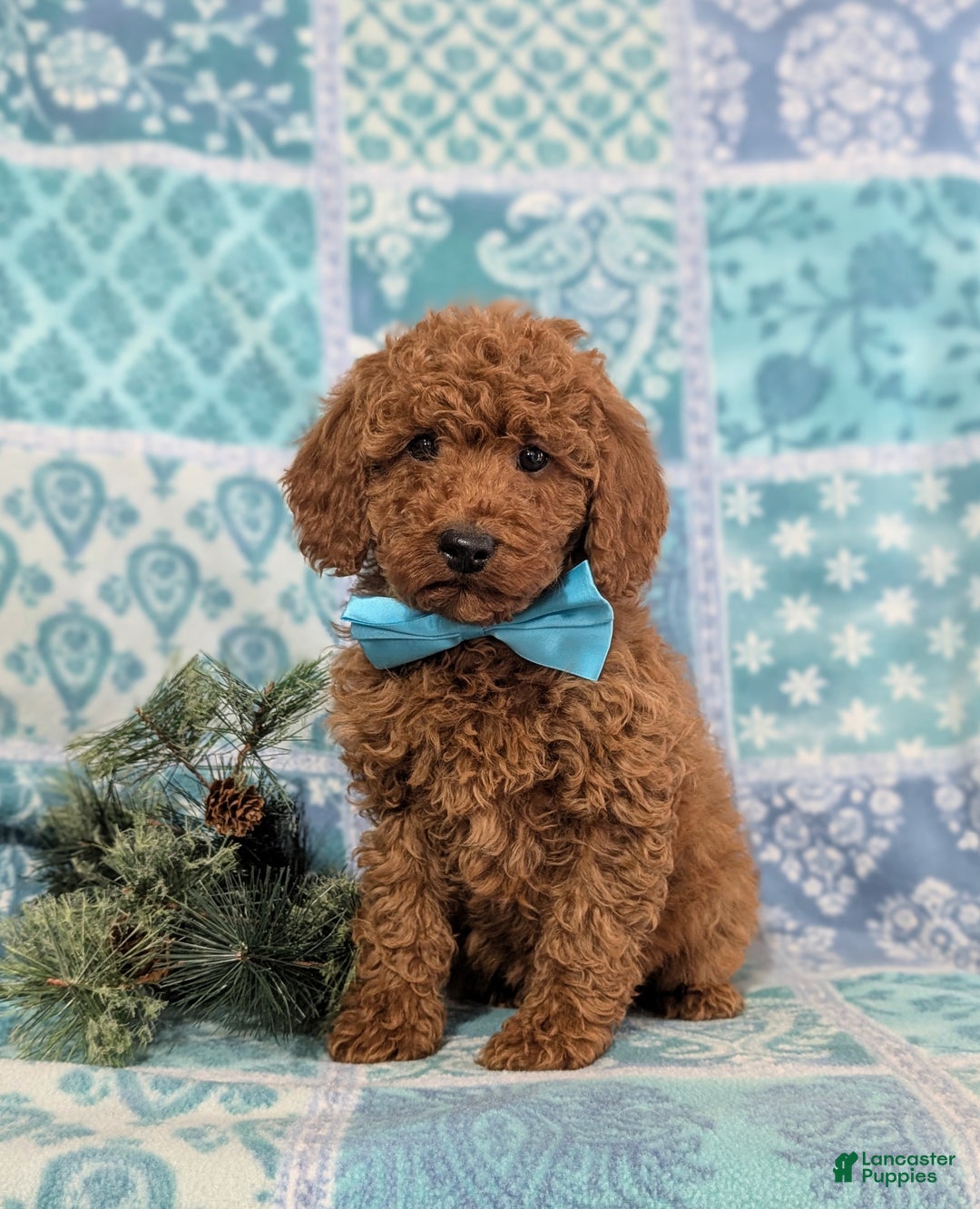 Miniature Poodle dogs for sale: Broderick - Ad 1