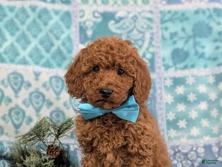 Miniature Poodle dogs Broderick - Ad 24