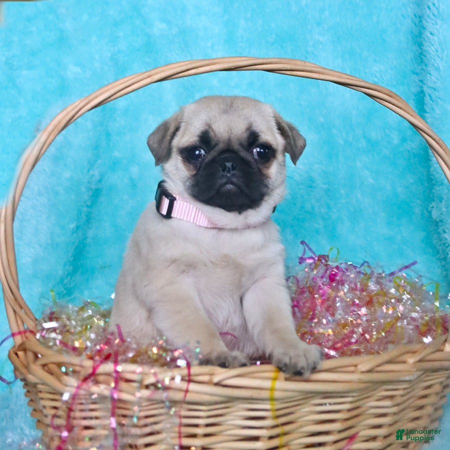 Pug dogs Poppy - Ad 2