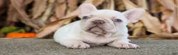 French Bulldog dogs for sale: Ronnie🐾 - Ad 8