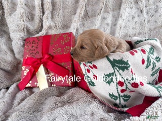 Goldendoodle dogs - Ad 17