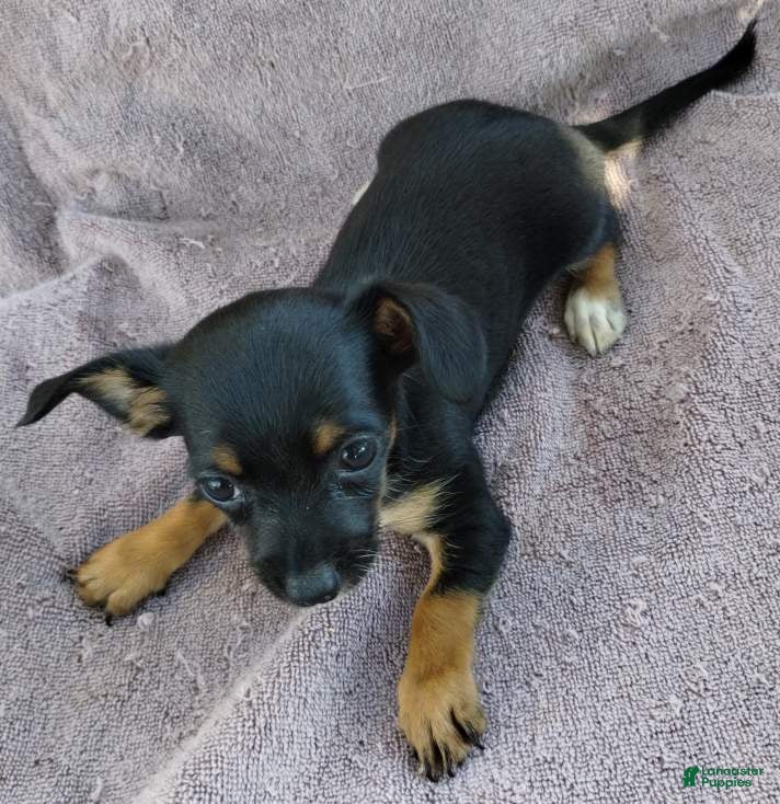 Mixed Breed dogs Boy  - Ad 2
