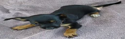 Mixed Breed dogs for sale: Boy  - Ad 2