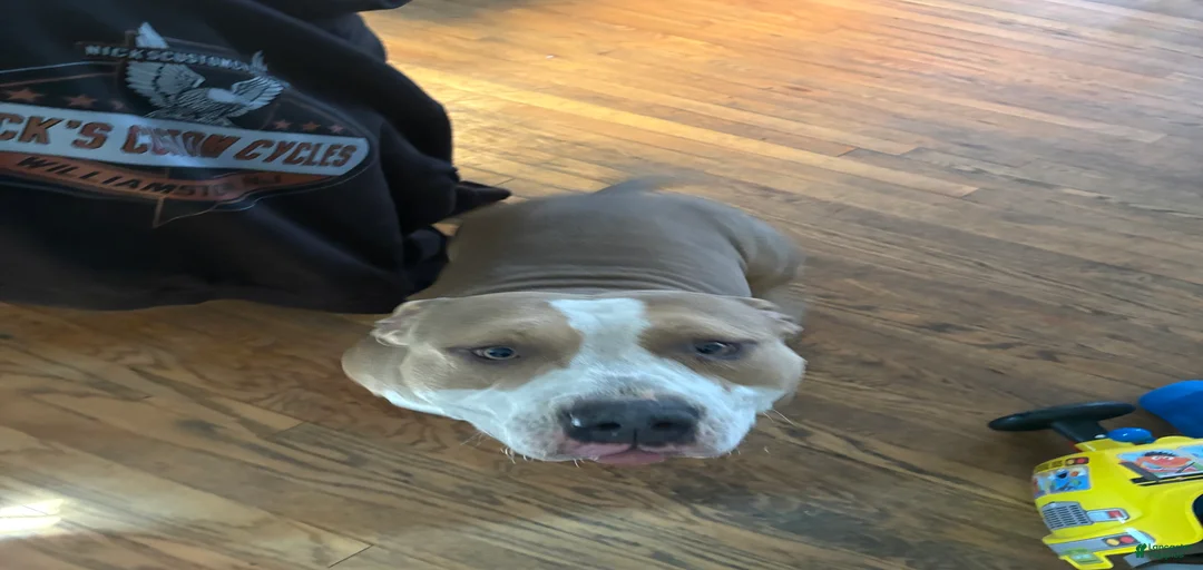 Gallery Image {{count}}