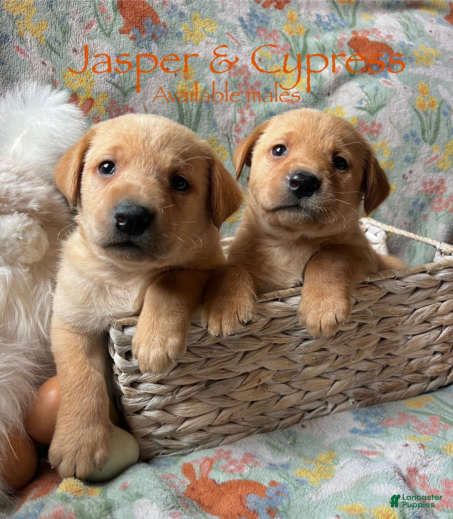 Labrador Retriever dogs Jasper - Ad 4
