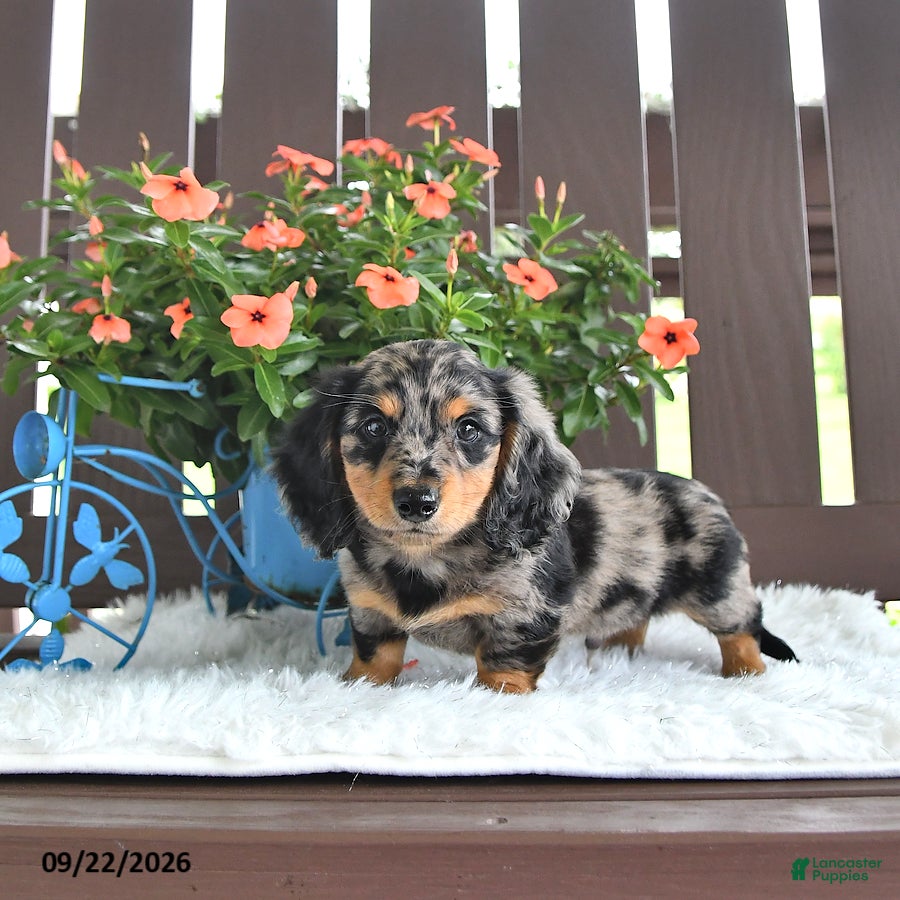 Miniature Dachshund dogs Kash - Ad 1