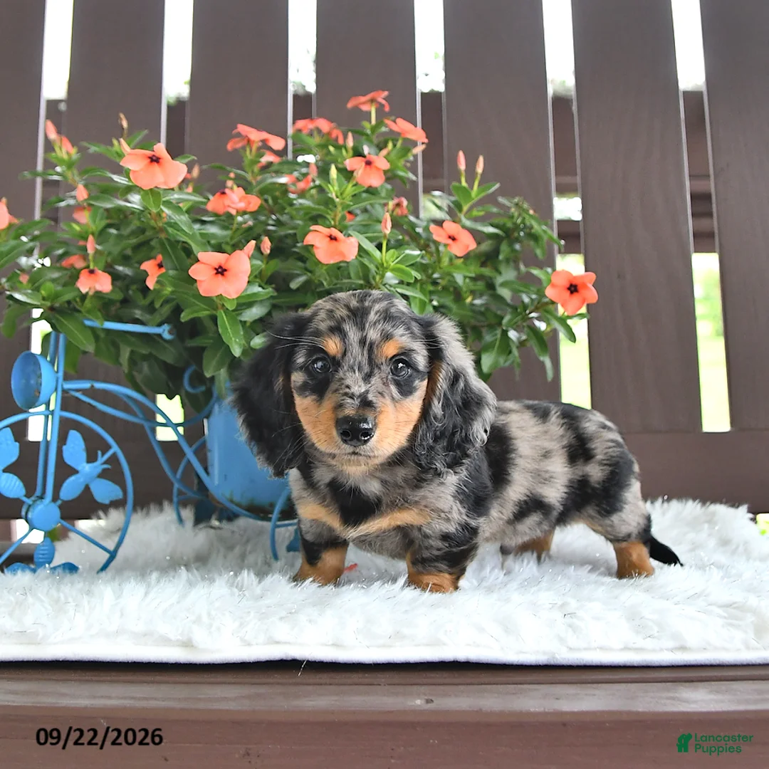 Miniature Dachshund dogs for sale: Kash - Ad 1