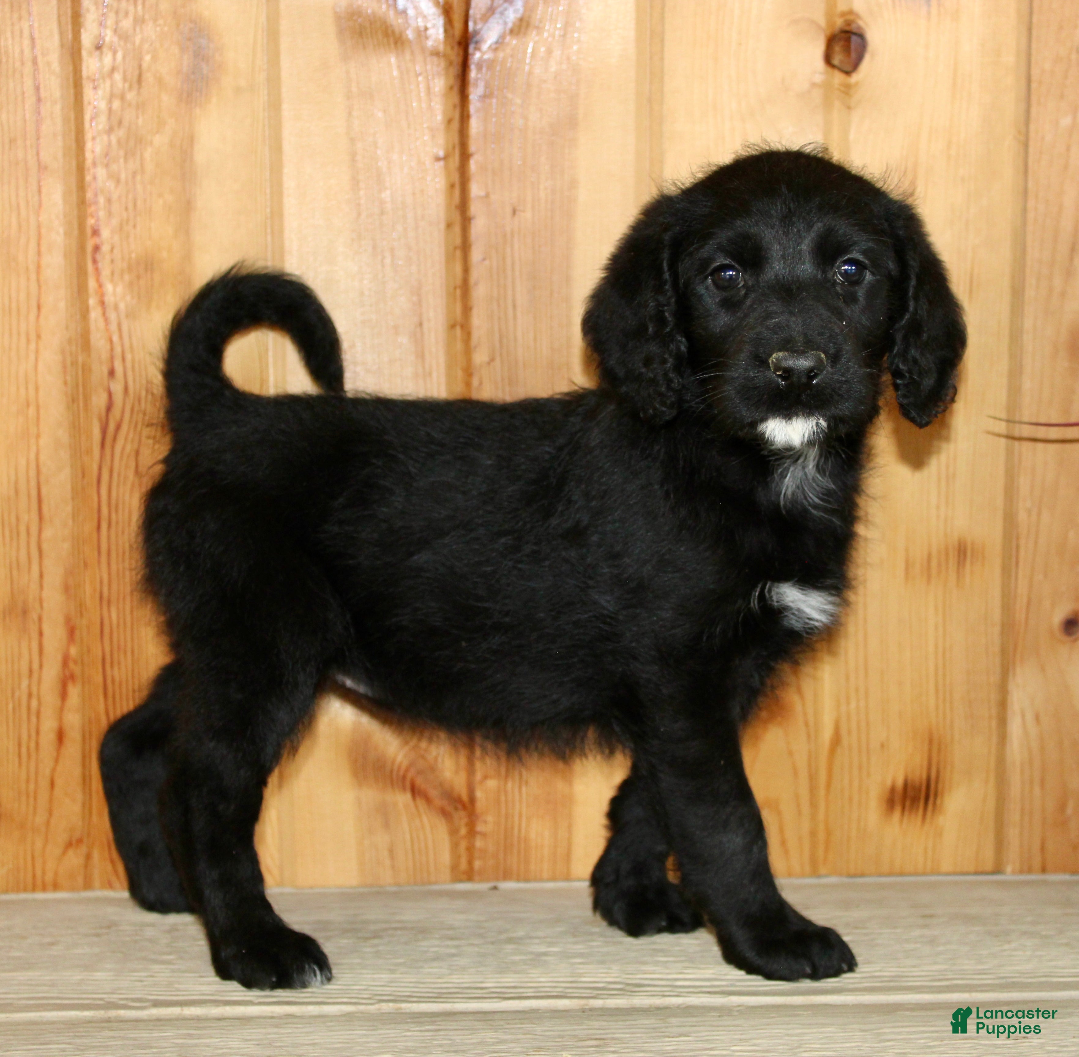 Labradoodle dogs Daisy - Ad 1