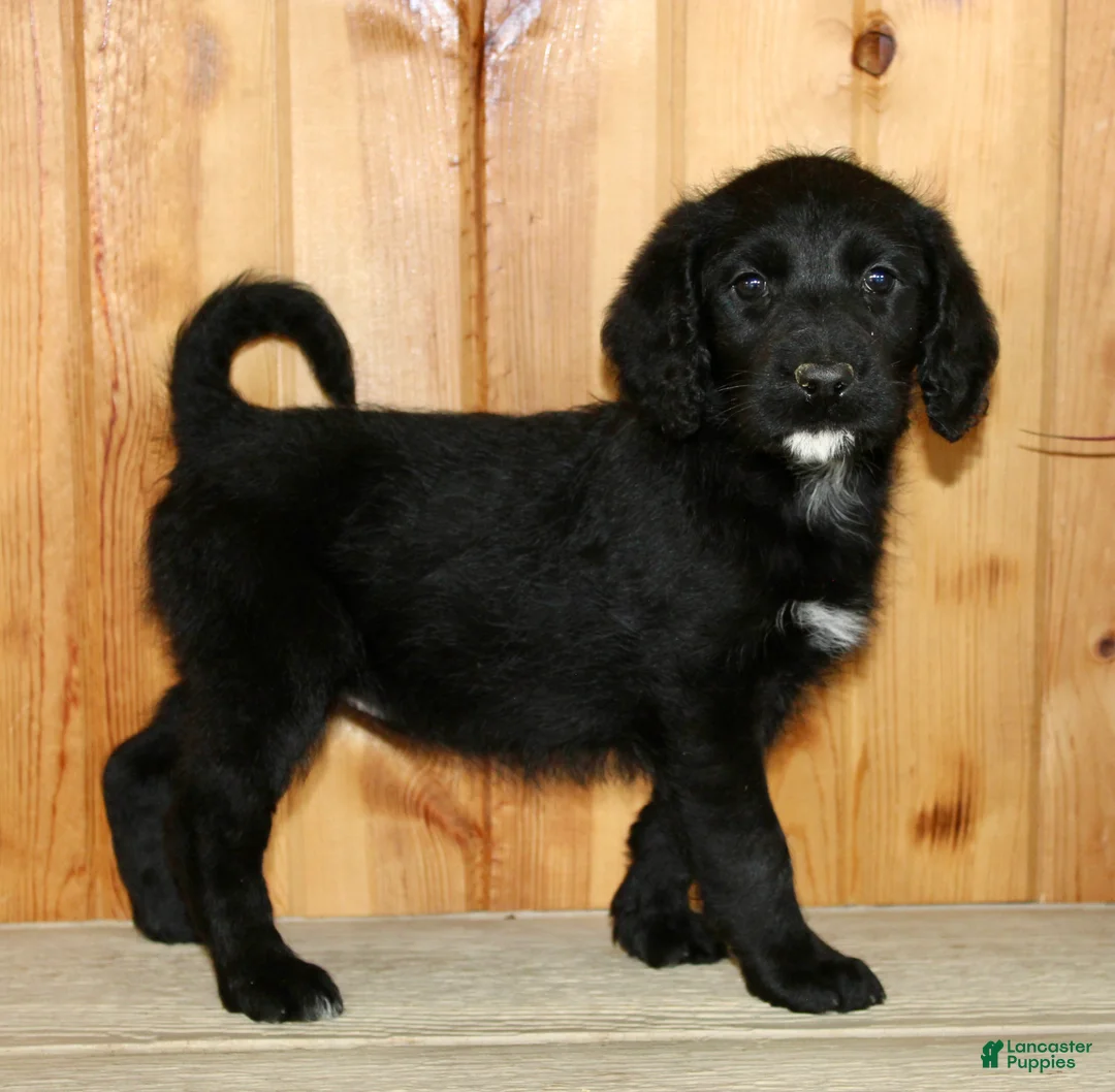 Labradoodle dogs for sale: Daisy - Ad 1