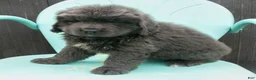 Newfoundland dogs for sale: Delilah - Ad 3