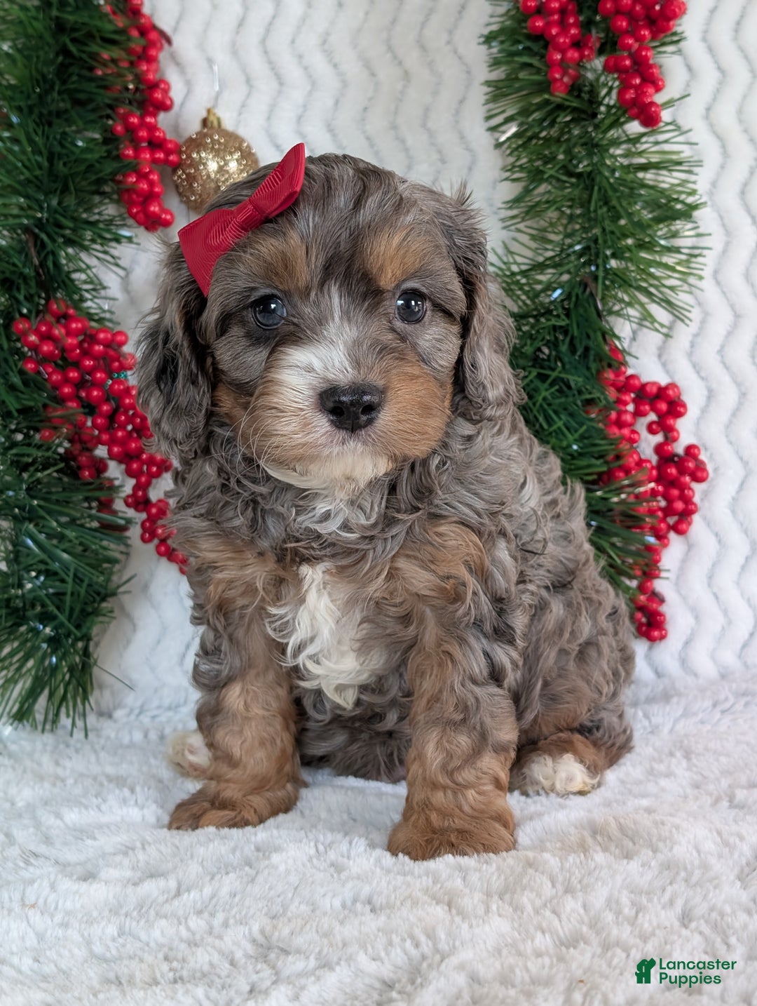 Cavapoo dogs for sale: Asher - Ad 1