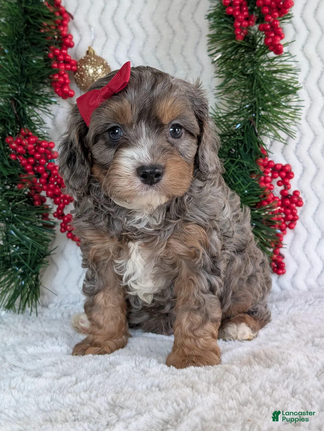 Cavapoo dogs for sale: Asher - Ad 1