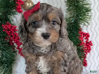 Cavapoo dogs Asher - Ad 11