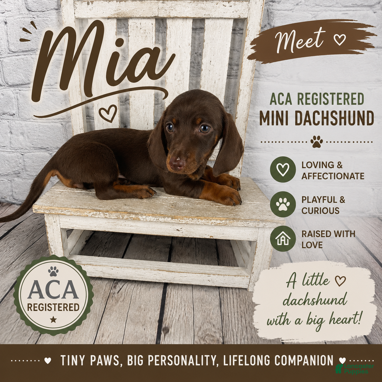 Miniature Dachshund dogs Mia - Ad 1