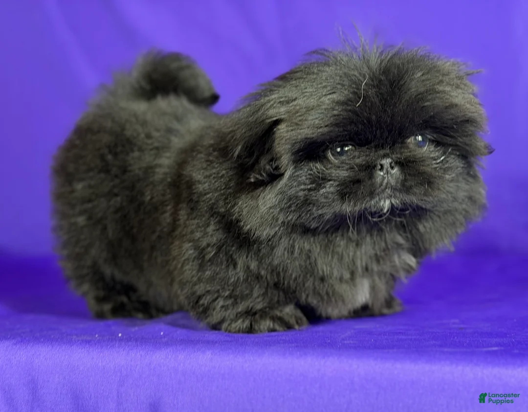 Pekingese dogs for sale: AKC DNA OFA Pablo - Ad 19