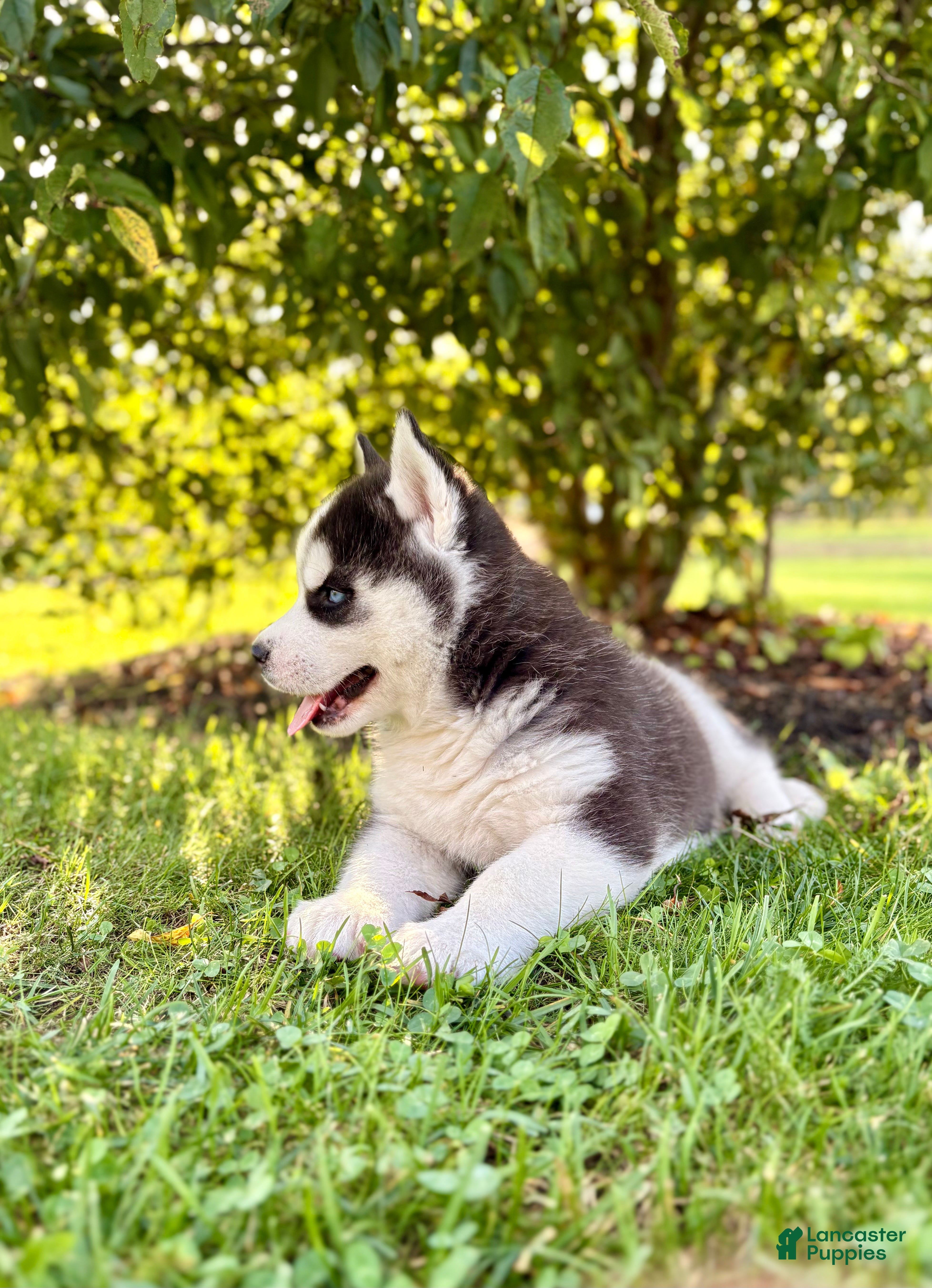Siberian Husky dogs Bryce - Ad 2