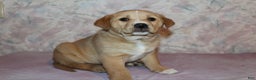 Goldador dogs for sale: Maple - Ad 1